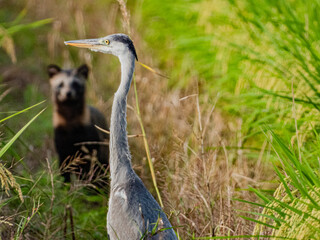 小牧山城の見える農村地域の自然
アオサギとハクビシン
