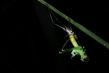 Molting grasshopper