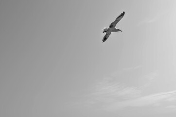 seagull in the sky