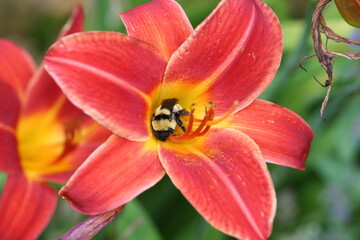 Obraz na płótnie Canvas sleeping bumble bee in a red lily flower