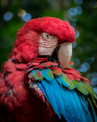 red and blue macaw