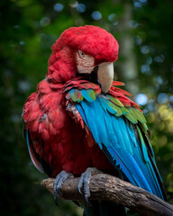 blue and red macaw