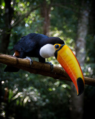 toucan on a tree