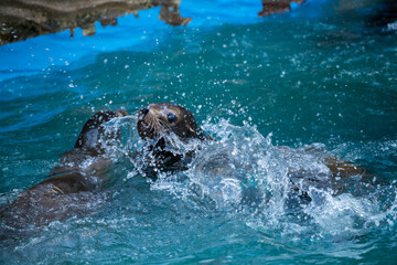 Obraz premium 動物園のカリフォルニアアシカの遊ぶ様子