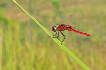 Urothemis signata