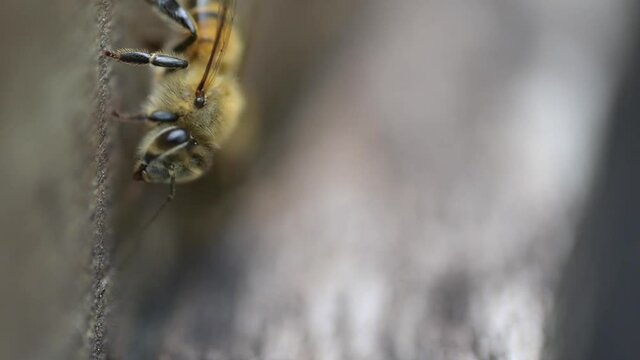 Abeja sobre la puerta de su colmena 1: Bee on its door hive