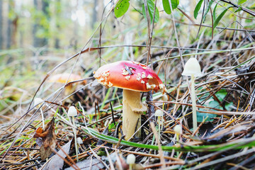 Fly agaric mashrooms growing in the forest