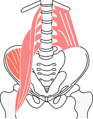 骨盤と骨盤周りの腰痛に関する筋肉