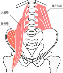 骨盤と骨盤周りの腰痛に関する筋肉