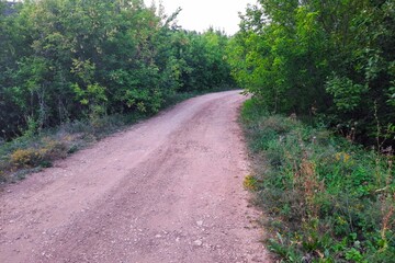 Obraz premium Forest road surrounded by tall bushes