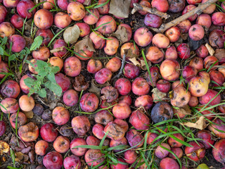 rotten red apples lie on the ground