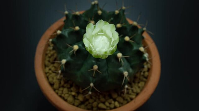 Timelapse 4K. Flowers are blooming.  Cactus, White and soft green  Gymnocalycium flower blooming atop a long, arched spiky plant surrounding a black background, shining from above.
