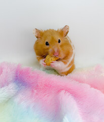 Cute Syrian hamster stuffing a peanut in his cheek