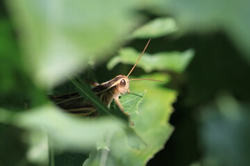 Grasshopper peeking through green leaves