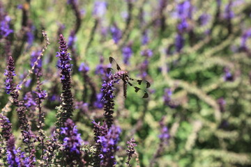 Dramatic black dragonfly with clear wings on purple flowers