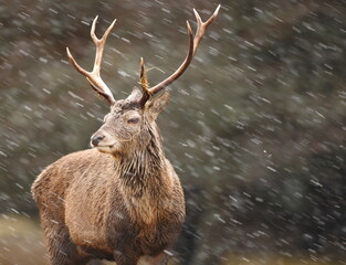 A Red Deer stag in a snow storm. Taken in Scotland