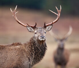 A close-up of a Red Deer stag. Taken in Scotland