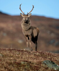 A Red Deer stag standing on a hill. Taken in Scotland