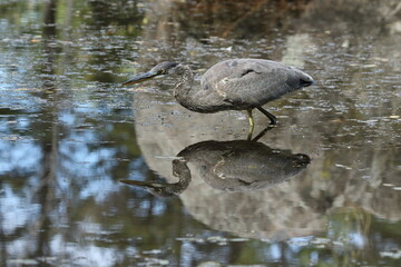 Grand héron bleu dans toute sa beauté