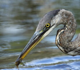 Grand héron bleu dans toute sa beauté