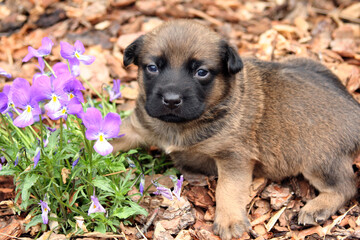 cute puppy with purple pansy flowers