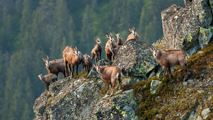 Group of tatra chamois, rupicapra rupicapra tatrica, climbing on rocks in summer. Adult wild goats protecting young kids on stones. Herd of alpine horned mammals standing on cliff. - obrazy, fototapety, plakaty