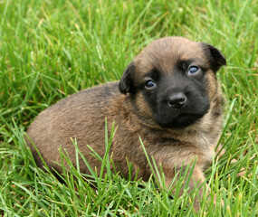 cute brown puppy in green grass