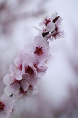 blossom in spring