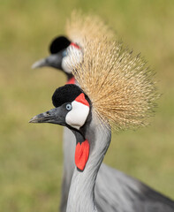 Kenya, Africa ,Amboseli reserve crowned cranes grazing.