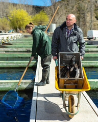 Confident male farmer with female worker catching sturgeons in open fish tank on farm