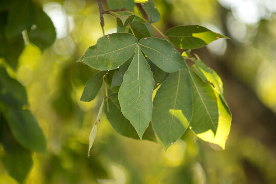 hickory pecan leaves tree 