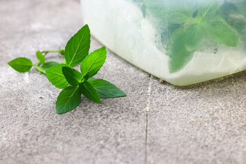 Pepper Mint plant or mentha x piperita, aromatic and freshness herb on grey grainy background. Selective focus.