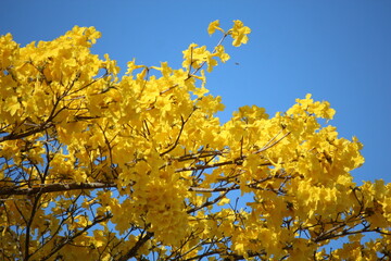 beautiful yellow flowers 