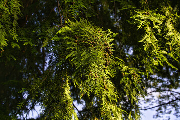 Tokyo,Japan - September 29, 2021: Closeup of female flower of Hinoki cypress or Japanese cypress
