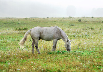 A white mottled horse on a meadow in the fog