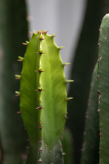 Close up Cactus , showing spines and texture on the surface