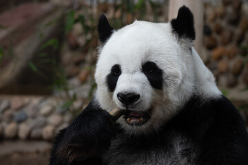 a portrait of sweet panda in Thailand