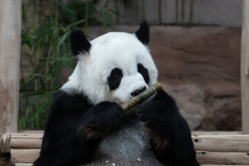 Fototapeta na wymiar Fluffy female panda eating bamboo shoot