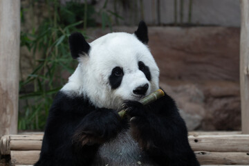 Obraz na płótnie Canvas Sweet fluffy Female panda eating bamboo