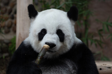Obraz na płótnie Canvas Close up Fluffy Panda , Lin Hui, Eating Bamboo Shoot