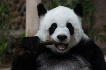 Obraz premium Close up Fluffy Panda , Lin Hui, Eating Bamboo Shoot