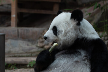 Close up Fluffy Panda , Lin Hui, Eating Bamboo Shoot