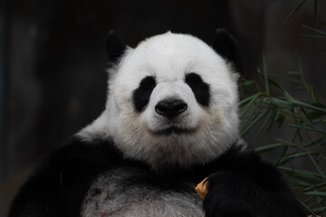 Close up Happy Panda Fluffy Face