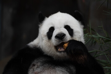 Close up Sweet Panda , Lin Hui , eating Bamboo Biscuit