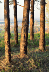 The trunks of pine trees - vertically - obrazy, fototapety, plakaty