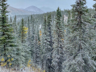 A Beautiful Scene of Alaska Pines with a Dusting of Early Snow, taken in Denali National Park