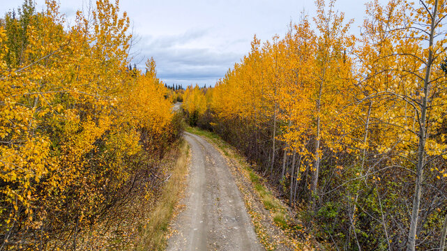 Fall Foliage at its Peak on an Alaskan Backroad
