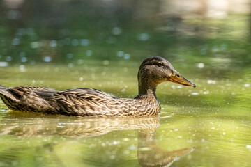 a female duck swimming in the  pond with reflection on water surface
