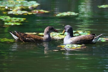 百合が原公園の可愛い小鳥たち