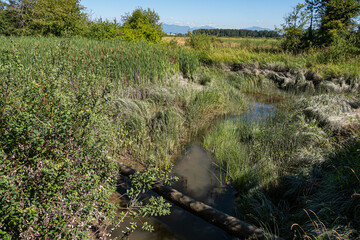 view of the wetland with a waterway go through the dense green grasses on a sunny day